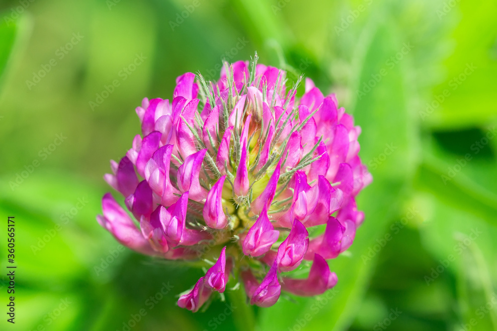 Pink clover flower Pink clover flower
