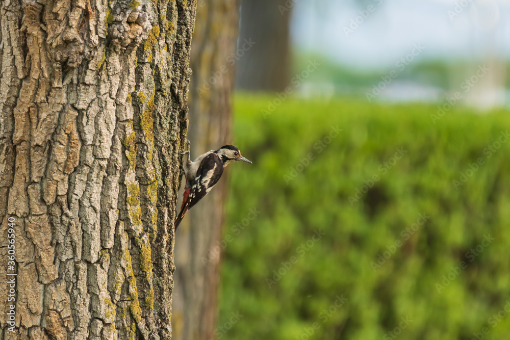 Fototapeta premium Spotted woodpecker is on a tree and behind it a green background of bushes.