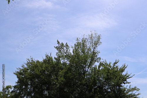 pine tree in the sky