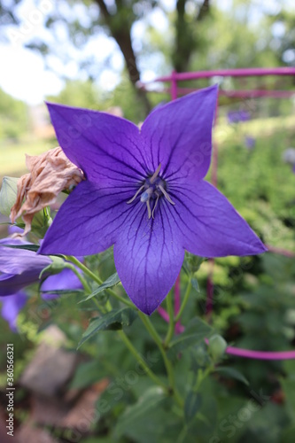 Purple flower centered