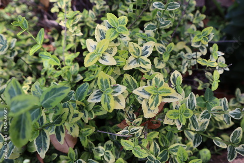 close up of green leaves