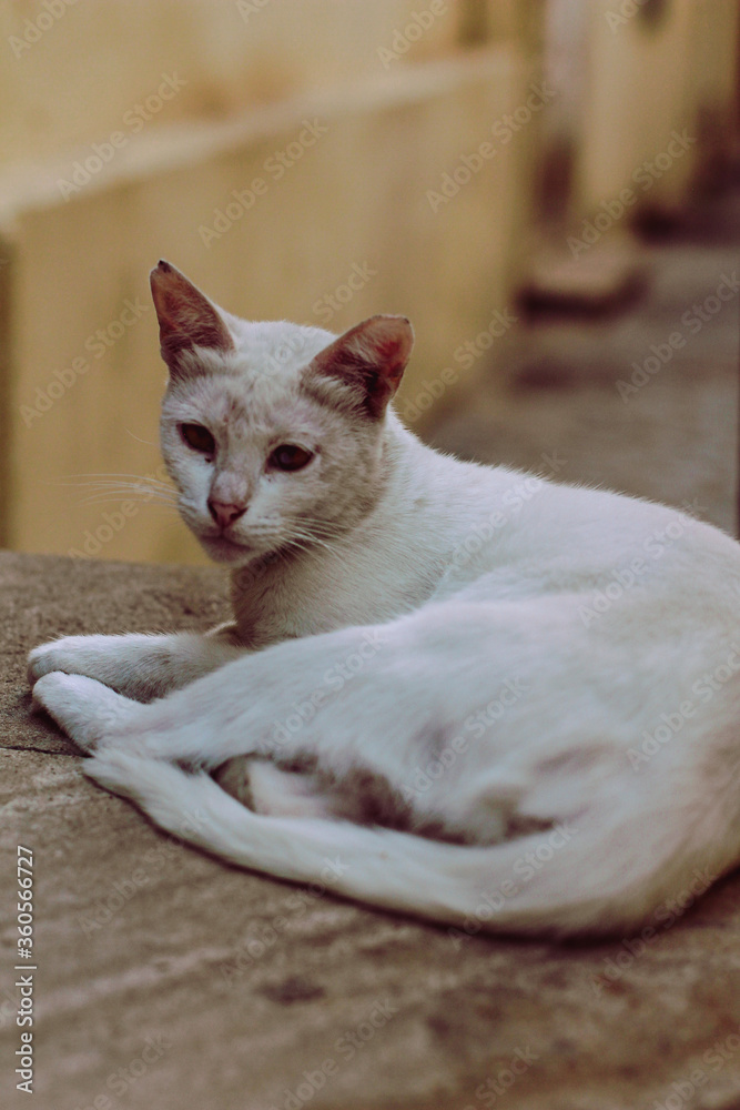 White homeless cat on the Baku street.