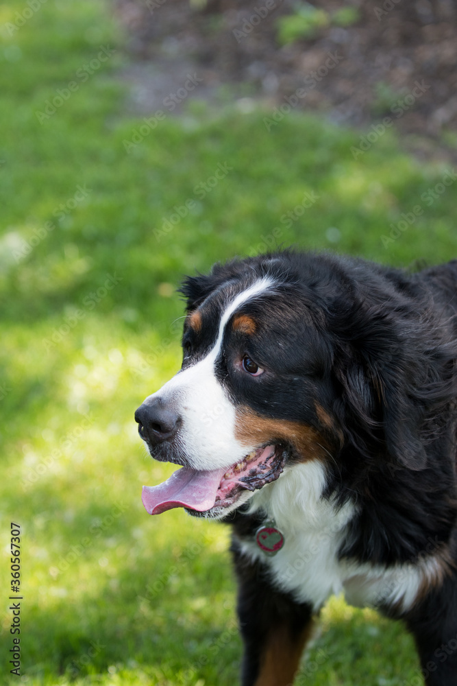 bernese mountain dog on the grass