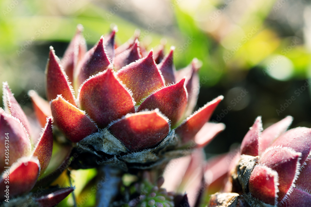 Petals of a sempervivum flower lit by sun outdoors Petals of a sempervivum flower lit by sun outdoors