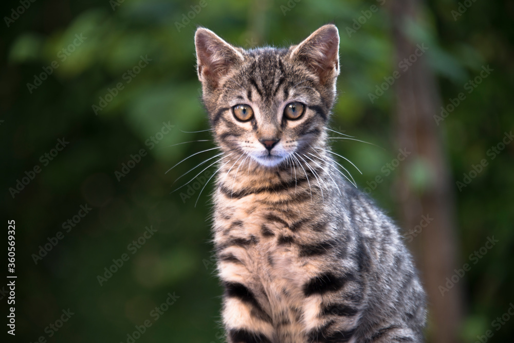 portrait of a cat