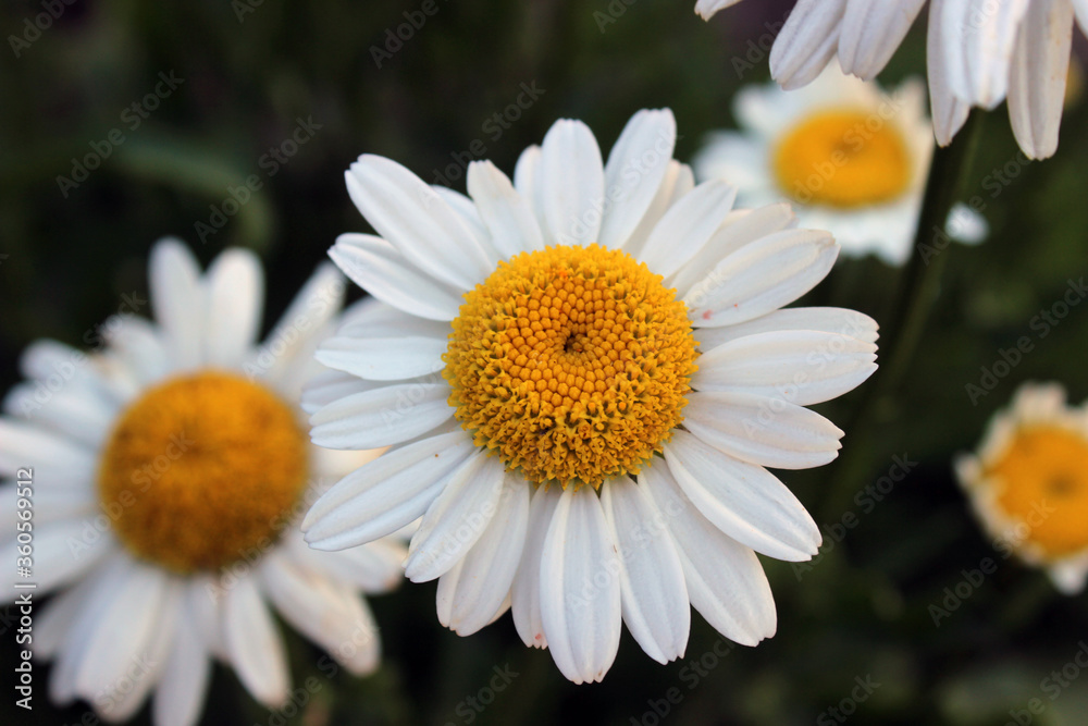 Obraz premium Daisy