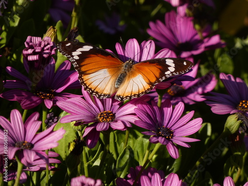 African queen (Danaus chrysippus) - plain tiger butterfly on purple flowers, Namibia