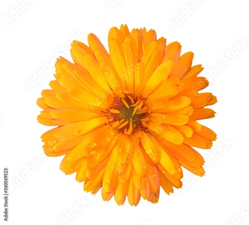 Close-up photo of a marigold flower