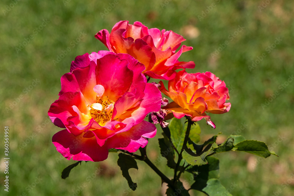 Obraz premium Churchview Rose