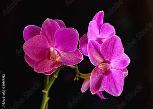 Pink Orchid