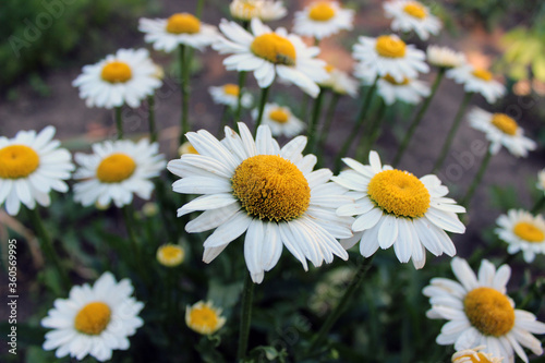 Daisies