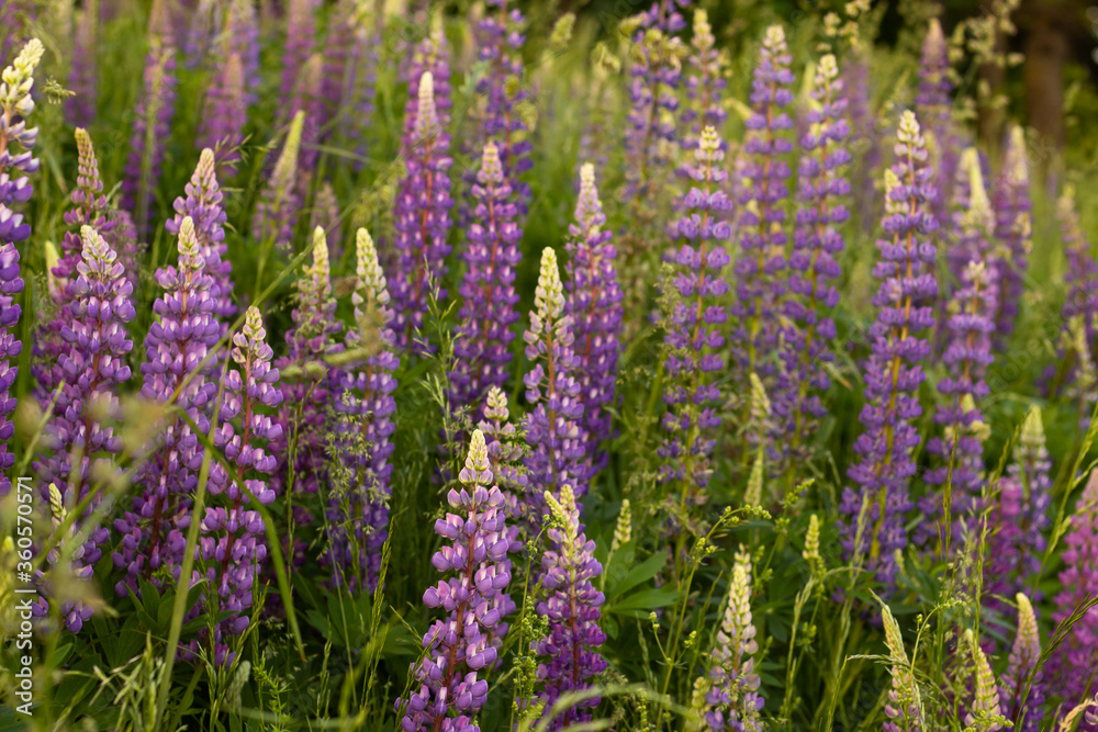 Blurred field of purple lupins in the rays of sunset. Background, selective focus. Blurred field of purple lupins in the rays of sunset. Background, selective focus.