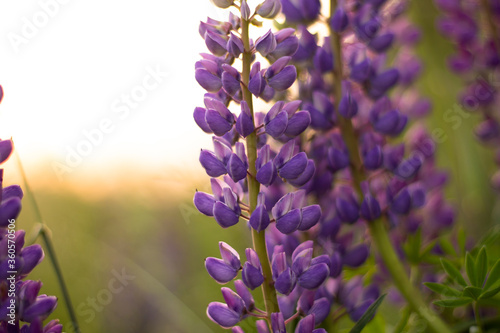 Blurred field of purple lupins in the rays of sunset. Background, selective focus.