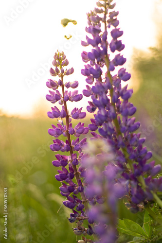 Blurred field of purple lupins in the rays of sunset. Background, selective focus.