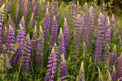 Blurred field of purple lupins in the rays of sunset. Background  selective focus.