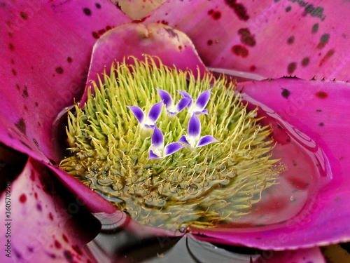 Bromeliad inflorescence (Neoregelia cruenta) on garden photo