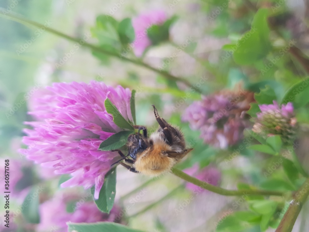 Bumblebee sits on a clover flower, pollination Bumblebee sits on a clover flower, pollination