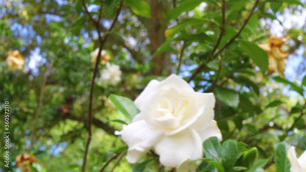 white rose bush