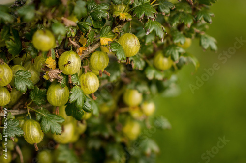 green gooseberries on a branch