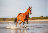 horse on the beach