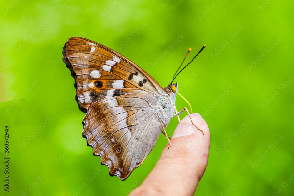 Obraz premium 오색나비