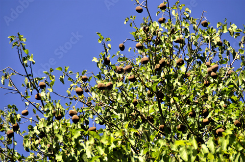 Uma árvore da basiloxylon brasiliensis repleta de frutos