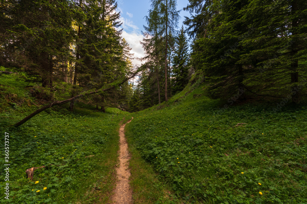 Obraz premium Walking trail leading through the forest from Monte Penegal to Monte Macaion in Italian South Tyrol.