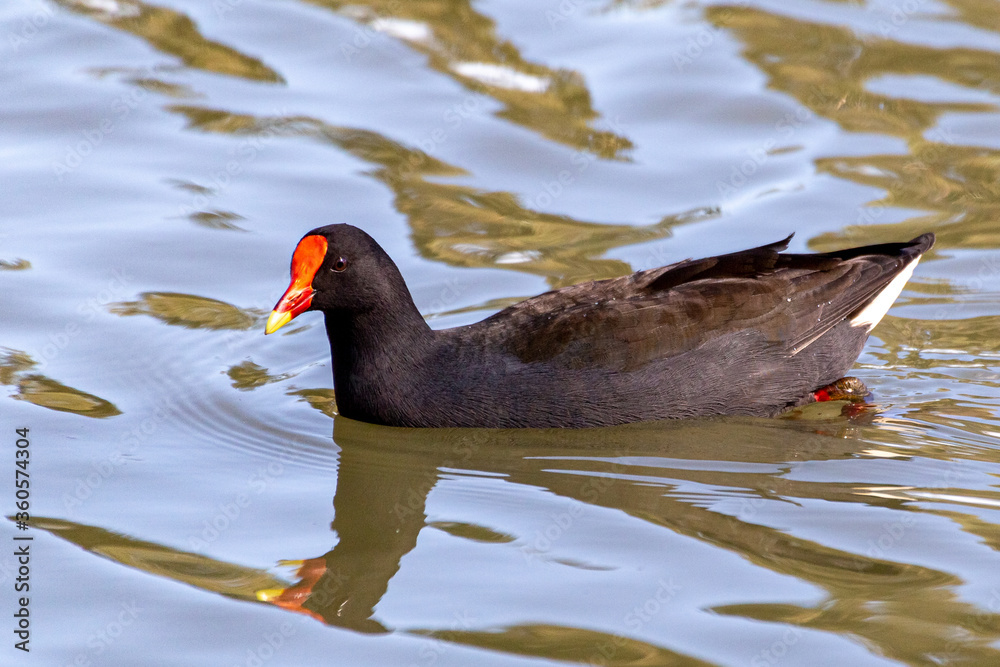 Dusky Moorhen Dusky Moorhen