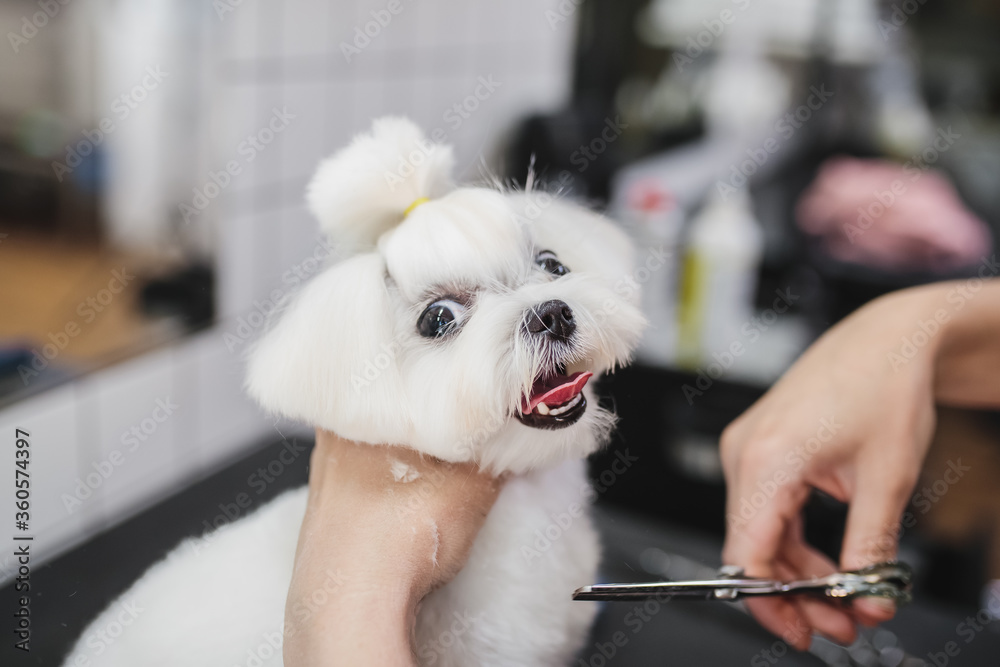 What Kind Of Brush Do You Use On A Maltese