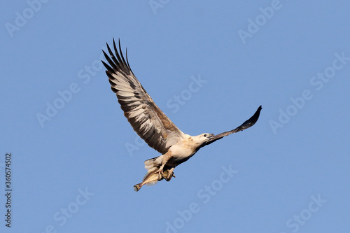 White-bellied Sea Eagle carrying fish