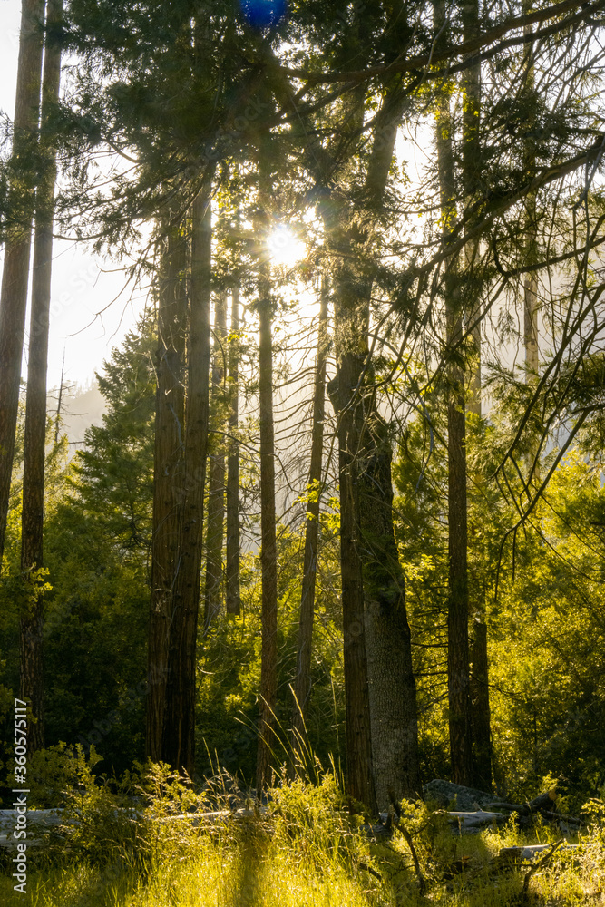 Fototapeta premium Photo