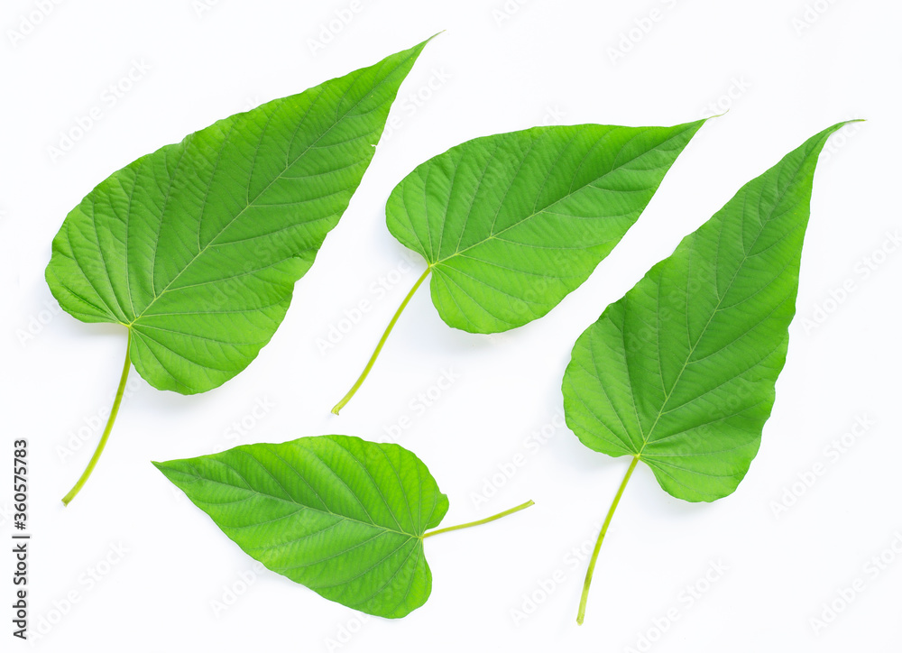 Naklejka premium Green leaves heart shaped on white background.