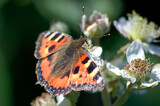Close-up image of a butterfly on a flower