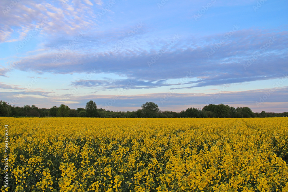 Yellow flowers of oil in rapeseed field with colorful sky and clouds in the evening.