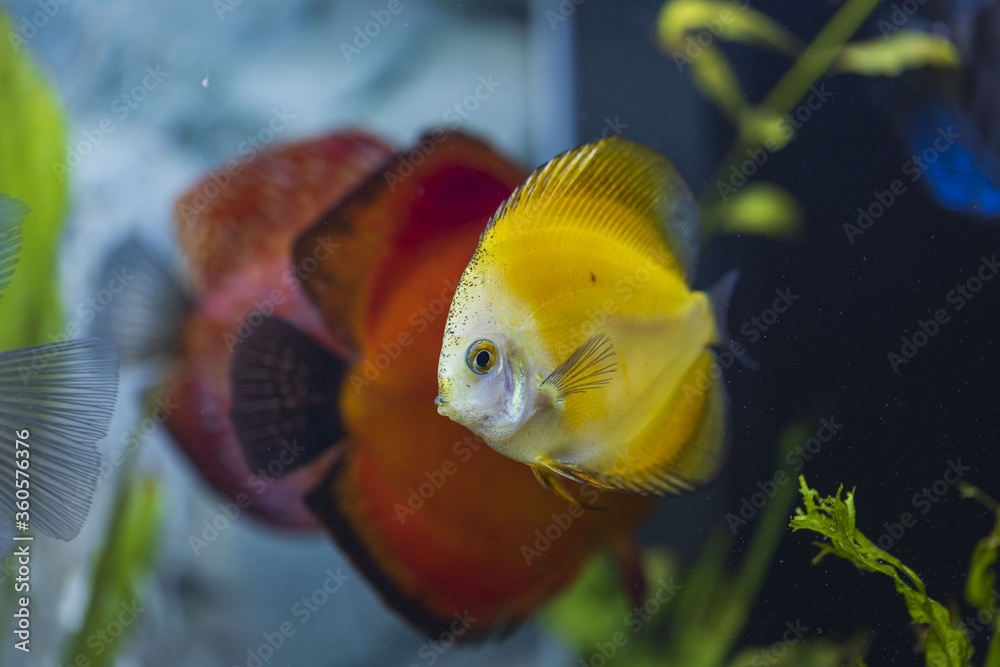 View of gorgeous millenium golden diskus aquarium fish. Hobby concept. View of gorgeous millenium golden diskus aquarium fish. Hobby concept.