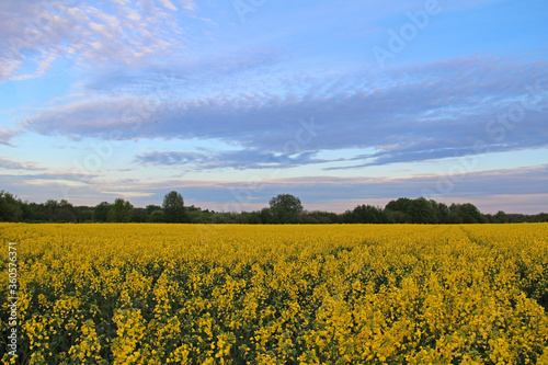 Yellow flowers of oil in rapeseed field with colorful sky and clouds in the evening.