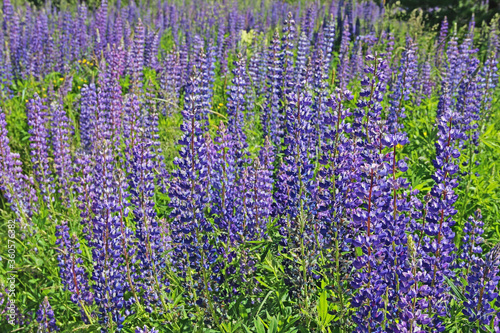 Pink and purple lupine flowers in summer.