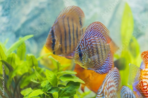 Close up view of gorgeous colorful aquarium fishes discus. Beautiful nature background.