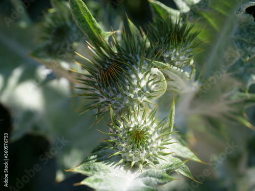 Distel Pflanze Grün Natur Makro