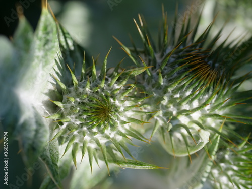 Distel Pflanze Grün Natur Makro