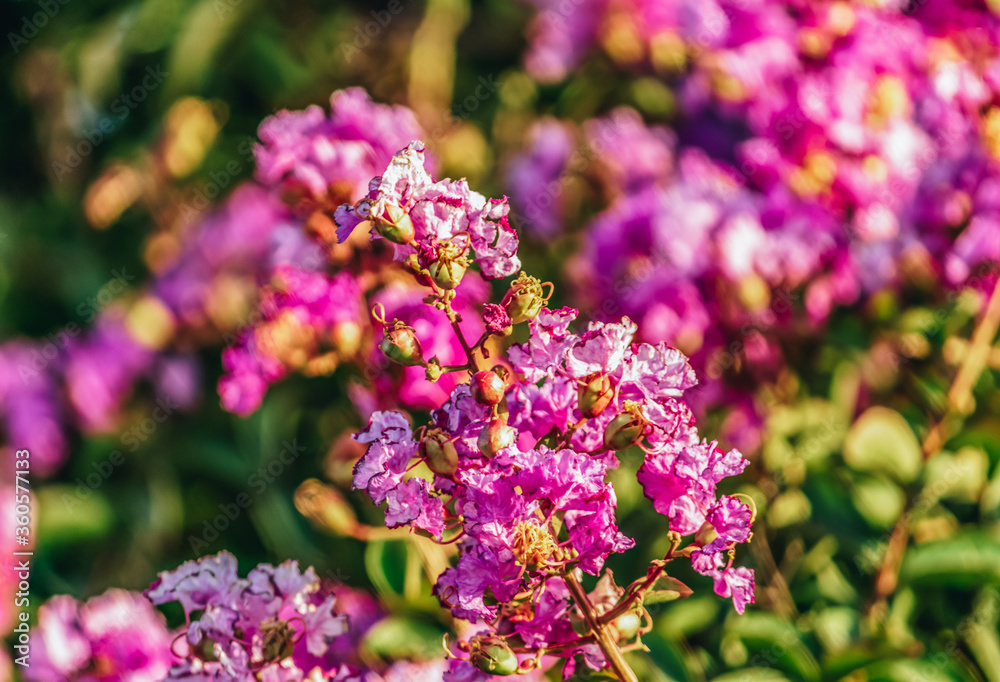 Lagerstroemia speciosa (Binomial name), giant crepe-myrtle, Queen's crepe-myrtle or pride of India in summer