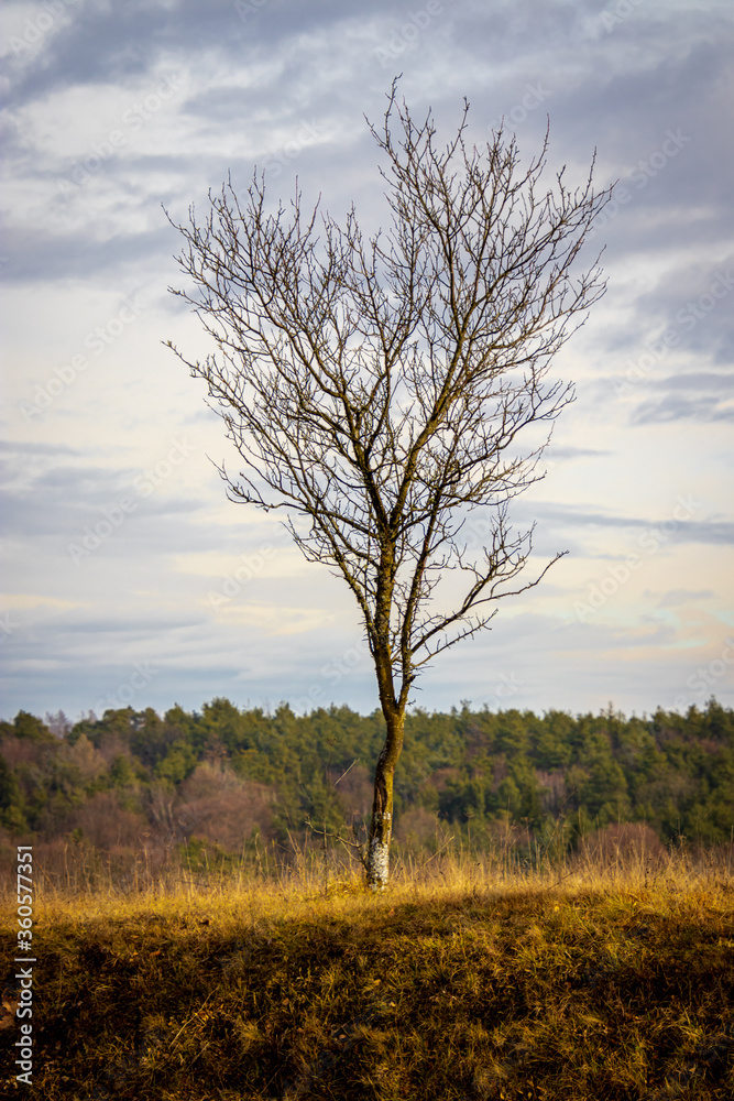 lonely tree on a small hill