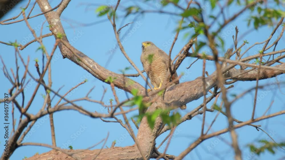 Roadside hawk (Rupornis magnirostris) sits on the tree and squeaking Roadside hawk (Rupornis magnirostris) sits on the tree and squeaking