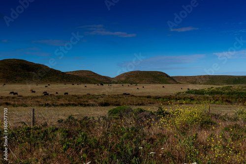 Cows grazing along the Abbotts Lagoon trail on a clear sky day  Point Reyes National Seashore  California USA