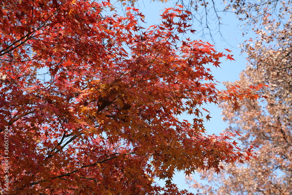 red maple tree in autumn red maple tree in autumn