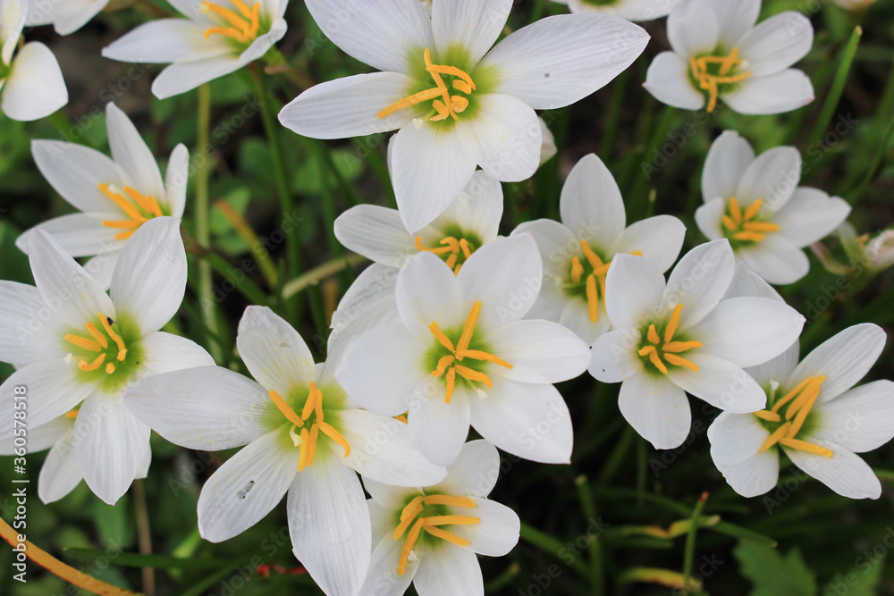 タマスダレの花