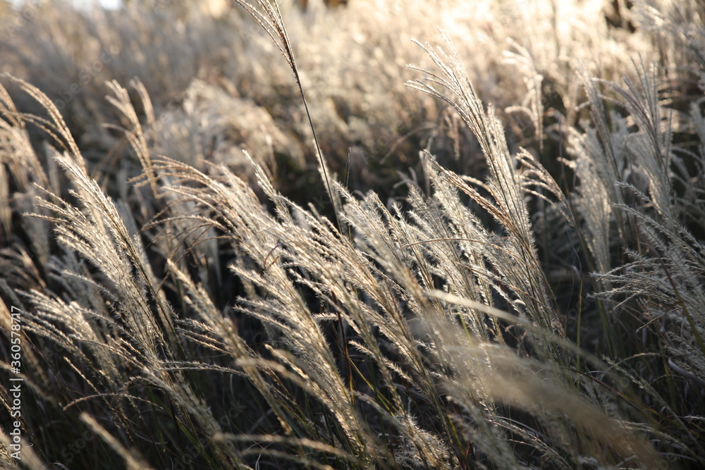 Fototapeta premium Reeds in the sun
