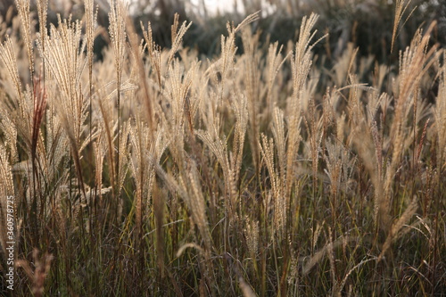 Fototapeta Naklejka Na Ścianę i Meble -  Reeds in the sun
