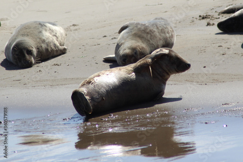 Earless seals on a mudflat.