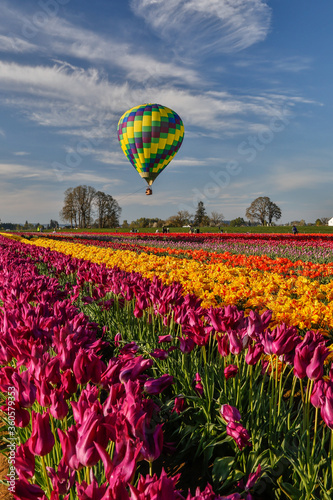 A hot air balloon above Tulip fields near Woodburn  Oregon
